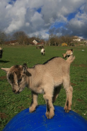 Nino, petit bouc de 6 mois, sera aussi heureux que ses frères et soeurs de participer avec vous à nos futures balades